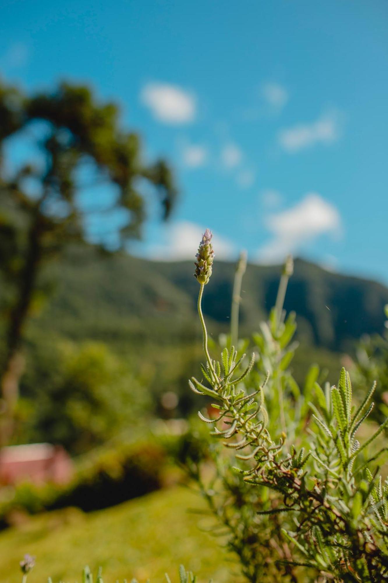 Pousada Bugio Da Serra Novo Horizonte  Dış mekan fotoğraf
